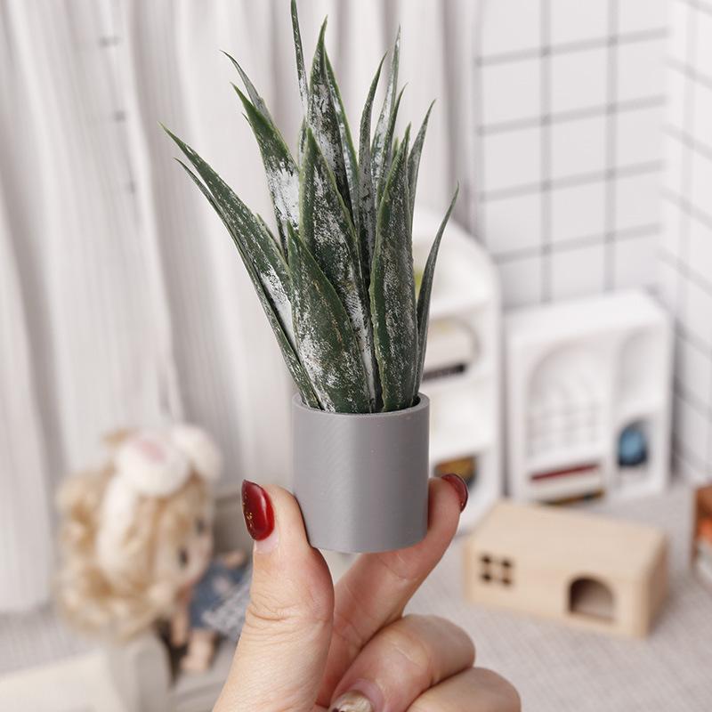 Миниатюрное растение алоэ вера – обзор и цена Aloe Vera Pot