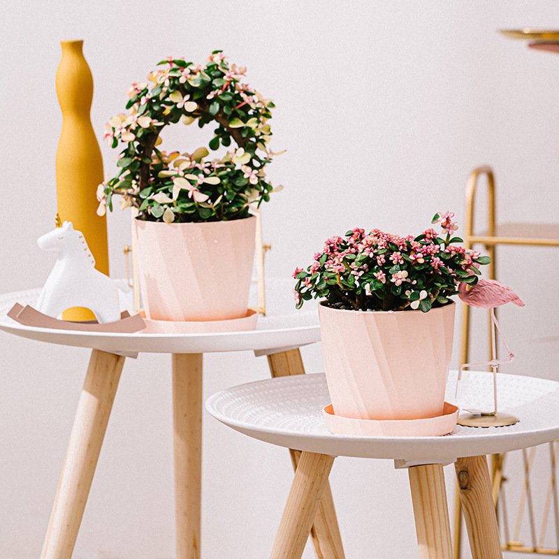 Пластиковый кашпо для суккулен – обзор и цена Aloe Vera Pot