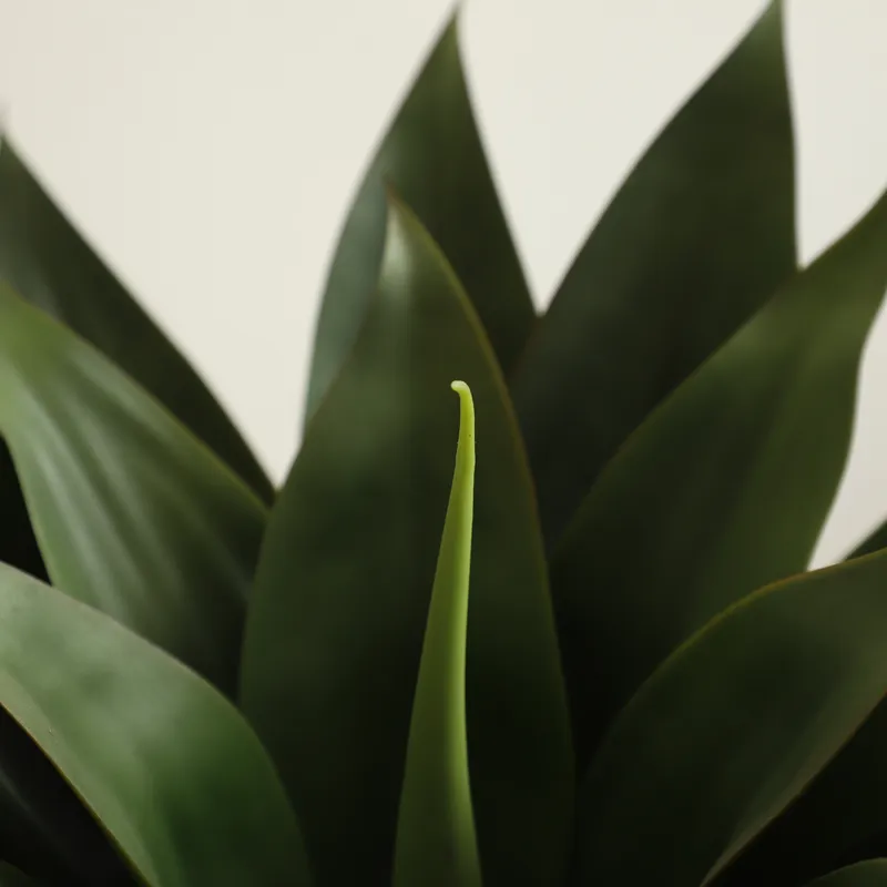 Искусственное растение алоэ ве – обзор и цена Aloe Vera Pot